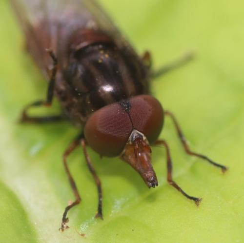Rhingia campestris